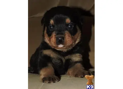 Rottweiler